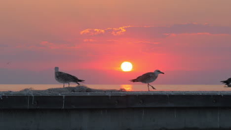 Seagulls-against-sea-and-sunset-background