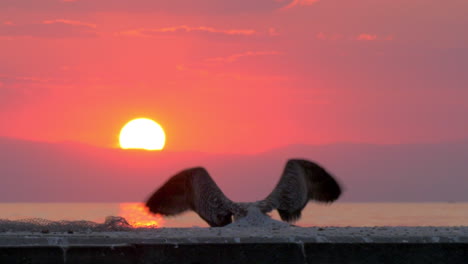 Gull-flying-away-Sea-scene-at-sunset