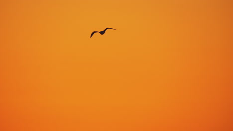 Several-seagulls-flying-in-sunset-sky