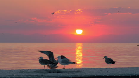Seagulls-and-sunset-over-sea