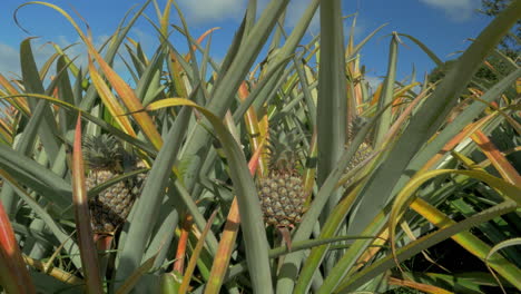 View-of-pineapple-plants-farm-in-summer-season-against-blue-sky-Mauritius-Island
