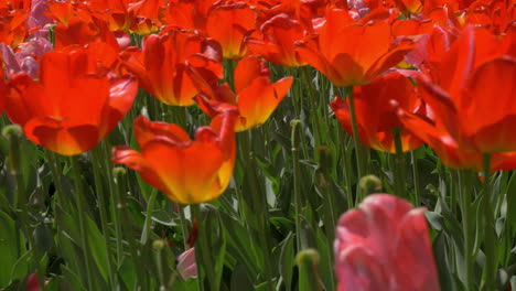 Blick-Auf-Viele-Rote-Und-Rosa-Tulpenfelder