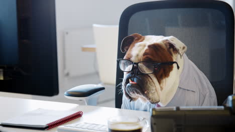 Bulldog-wearing-glasses-looking-at-computer-screen-in-office