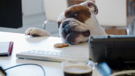 Bulldog-trying-to-reach-a-cookie-on-the-desk-in-an-office