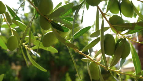 Olivenbaumzweig-An-Einem-Sonnigen-Tag