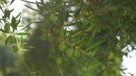 Green-tree-branch-with-olives-on-sunny-day