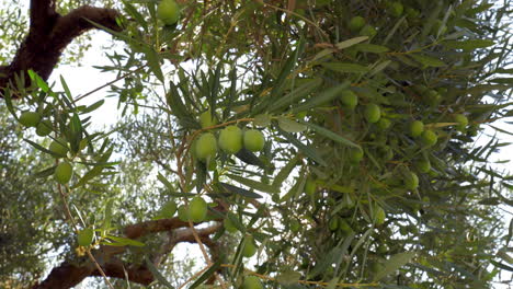 Äste-Bedeckt-Mit-Oliven