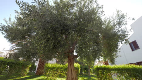 Baum-Bedeckt-Mit-Grünen-Oliven