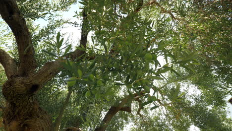Großer,-Fruchtbarer-Olivenbaum-Im-Garten-In-Der-Nähe-Des-Hauses