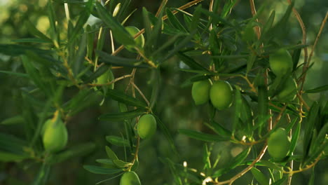Branch-with-green-olives