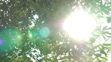 Sonnenstrahl-Kommt-Durch-Die-Grünen-Olivenbaumzweige