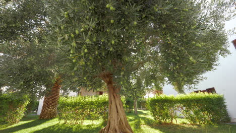 Aceitunas-Verdes-En-Un-Gran-árbol-Extendido-En-El-Jardín