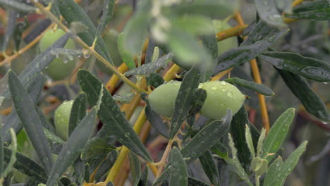 Der-Olivenbaumzweig-Ist-Vom-Regen-Nass