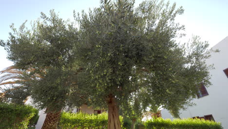 Weitverzweigter-Olivenbaum-Im-Garten