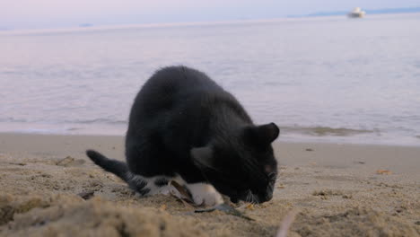Stray-cat-found-tasty-fries-at-the-beach