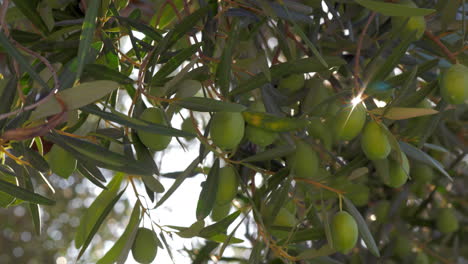 In-Mediaterranean-garden-Green-olive-tree-and-sunbeam