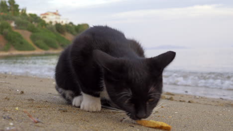 Streunende-Katze-Frisst-Pommes-Am-Strand