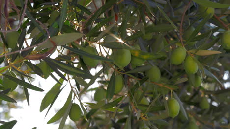 Die-Sonne-Scheint-Durch-Die-Zweige-Der-Olivenbäume