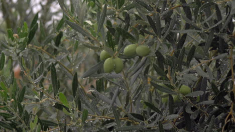 Nasser-Olivenbaum-Unter-Regen-Im-Garten