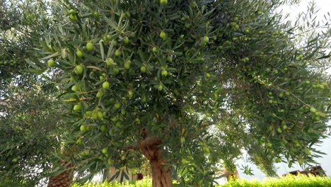 Looking-at-big-green-olive-tree-in-the-garden