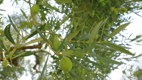 Zweige-Eines-Fruchtbaren-Olivenbaums-Und-Sonne,-Die-Durch-Die-Blätter-Scheint