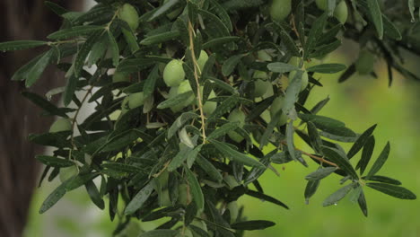 Olive-tree-under-the-rain