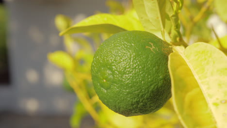 Lime-fruit-in-the-tree-Citrus-growing