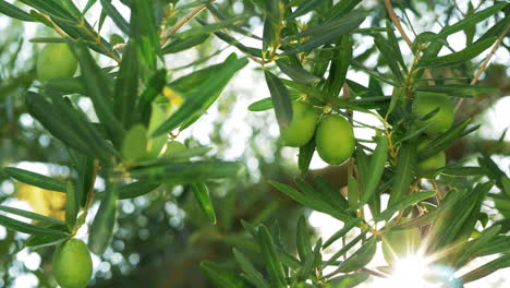 Grüner-Olivenbaum-Gegen-Sonnenlicht