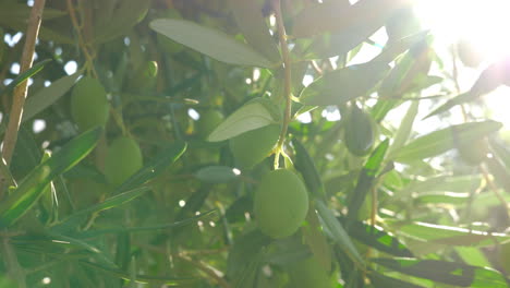 Branch-with-green-olives-in-bright-sun-light