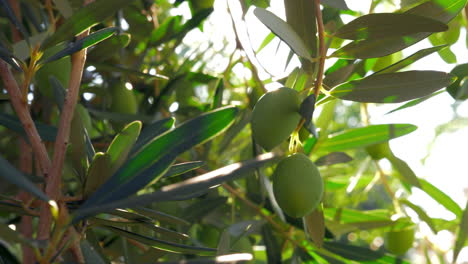Green-olive-twig-in-Mediterranean-garden