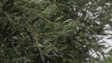 Olive-tree-and-pouring-rain