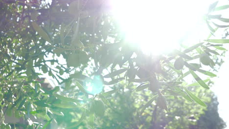 Olivenbaum-Im-Garten-Und-Heller-Sonnenstrahl