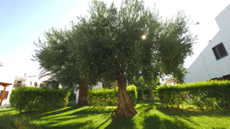 Großer-Olivenbaum-Im-Hausgarten