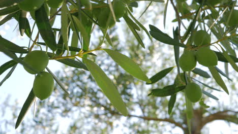 Green-olive-twig-and-big-tree-in-background