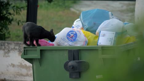 Eine-Streunende-Katze-Hat-Etwas-Futter-Im-Müllcontainer-Gefunden