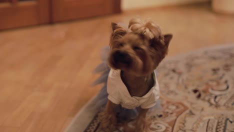 Dog-terrier-in-funny-dress