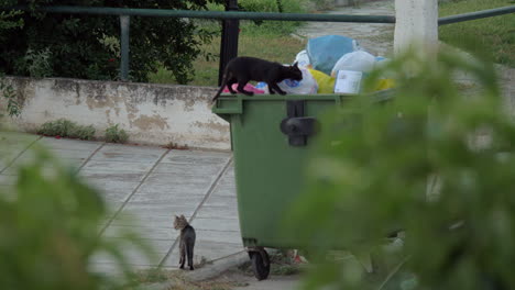 Stray-cats-exploring-dumpster-to-get-some-food