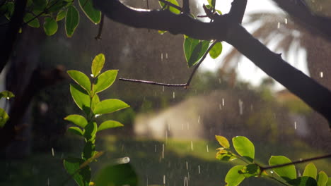 Wet-tree-with-falling-water-drops-and-sun-specks