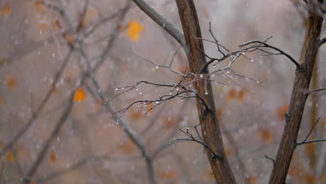 Scene-of-dull-late-autumn-Bare-trees-with-falling-snow