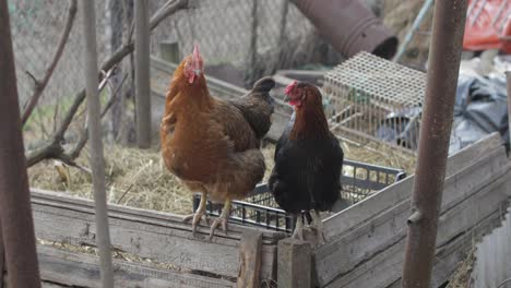 Two-Chickens-in-the-yard.-Black-and-brown-chicken-in-village