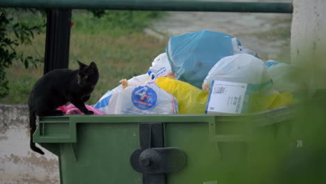 Straßenkatze-Will-Futter-In-Den-Müllcontainer-Holen