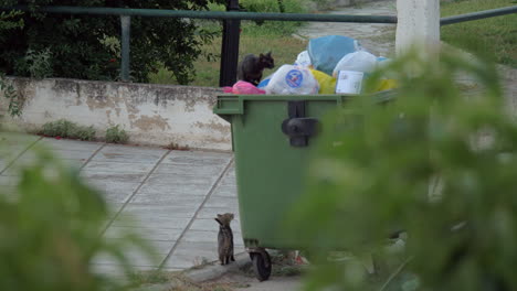 Gatos-Buscando-Comida-En-Contenedores-De-Basura-Callejeros.
