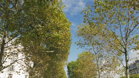 Walking-along-the-avenue-of-trees-on-autumn-day-Paris-France