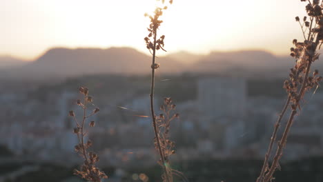 Trockene-Pflanze-Gegen-Die-Stadt-Und-Den-Sonnenuntergang