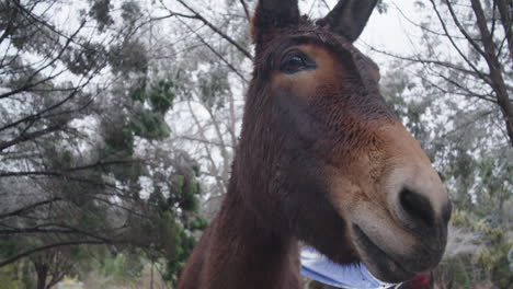 Portrait-of-mule-horse-looking-at-camera-in-ranch-in-winter