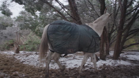 Horse-wearing-jacket-walking-on-ranch-farm-during-winter-in-muddy-snow