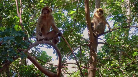Two-young-Barbary-Macaque-apes-sitting-comfortable-on-tree-branch-in-Ouzoud-Morocco
