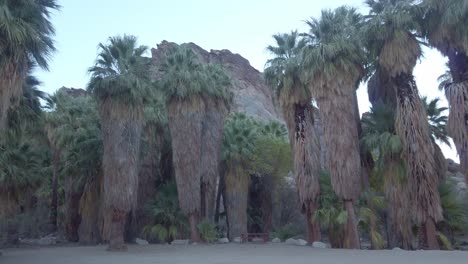 Gimbal-close-up-panning-shot-of-California-fan-palms-at-the-Palm-Canyon-desert-oasis-near-Palm-Springs,-California