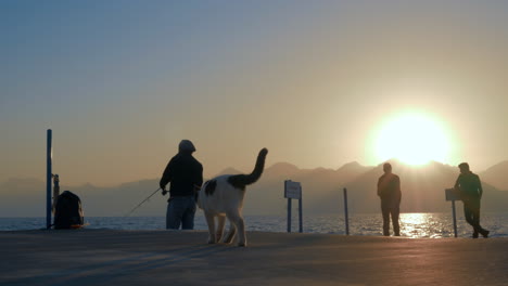 Fishermen-and-stray-cat-on-the-pier-at-sunset
