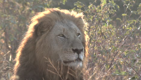 Close-up-of-a-male-lion-on-a-cool-morning-where-you-can-see-his-breath
